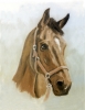 Click to view A Noble Head.jpg